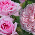 Deal historische Rosen, Juni 2026