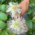 Wochen-Deal KW23/26 Passiflora 2 f�r 1