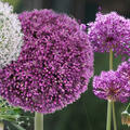 Deal, Zierlauch-Mix, Allium, KW 40/26