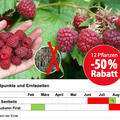 Wochen-Deal Himbeeren, Juni-Juli 26, mit Erntezeiten