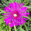 Delosperma cooperi 'Table Mountain'