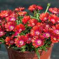 Delosperma 'Sundella Red'