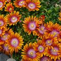 Mittagsblume 'Fire Spinner'