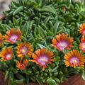 Delosperma 'Sundella Orange' 