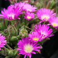 Delosperma sutherlandii