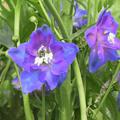 Delphinium elatum 'Jubelruf'