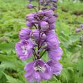 Delphinium Pacific-Hybr. 'Astolat'