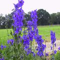 Delphinium x bellad. 'Atlantis'