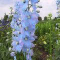 Delphinium x elatum 'Augenweide'