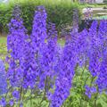 Delphinium x elatum 'Finsteraarhorn'