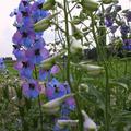 Delphinium x elatum 'Ouvertre'