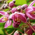 Deutzia hybrida 'Strawberry Fields', Deutzia hybrida 'Strawberry Fields'