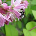 Erdbeerduft-Deutzie 'Strawberry Fields' (Deutzia hybrida 'Strawberry Fields')