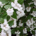 Deutzia Pride of Rochester