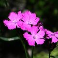 Dianthus carthusianorum, Dianthus carthusianorum