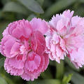 Gartennelke Rosa, Dianthus caryphyllus