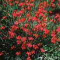 Dianthus deltoides Billant, Staude, Pppel