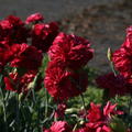 Dianthus plumarius 'Heidi'