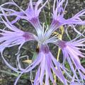 Dianthus superbus, Prachtnelke