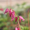 Dicentra formosa Luxuriant, Staude, Stauden, Lubera