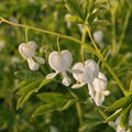 Dicentra spectabilis 'Alba'