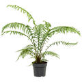 Dicksonia antarctica, Stamm, im 26cm Topf, Hhe 70cm, Breite 50cm