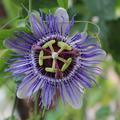 Die Blaue Passionsblume, Passiflora caerulea