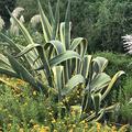 Die gelb-grne hundertjhrige Agave Lubera