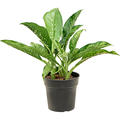 Dieffenbachia 'Crocodile', Busch, im 21cm Topf, Hhe 50cm, Breite 40cm