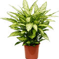 Dieffenbachia 'Vesuvius', Busch, im 27cm Topf, Hhe 70cm, Breite 50cm