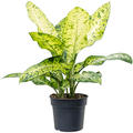 Dieffenbachia seguine 'Banana', Busch, im 34cm Topf, Hhe 110cm, Breite 120cm