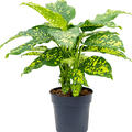 Dieffenbachia seguine 'Cheetah', Busch, im 30cm Topf, Hhe 110cm, Breite 100cm