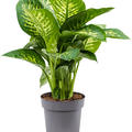 Dieffenbachia seguine 'Reeva', Tuff, im 24cm Topf, Hhe 70cm, Breite 45cm