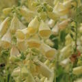 Digitalis grandiflora 'Dwarf Carillon'  