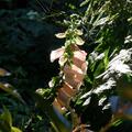 Digitalis ambigua, Digitalis ambigua