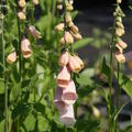 Digitalis purpurea 'Apricot'