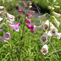 Digitalis purpurea 'Excelsior'