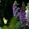 Digitalis purpurea 'Excelsior', Digitalis purpurea 'Excelsior'