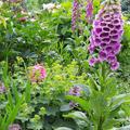 Digitalis purpurea 'Foxy', Digitalis purpurea 'Foxy'