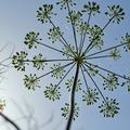 Dill, einjhrig Saatplatte, Anethum graveolens