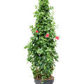 Dipladenia classic pink, Pyramide, im 30cm Topf, Hhe 160cm, Breite 55cm