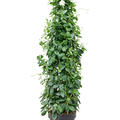 Dipladenia classic white, Pyramide, im 30cm Topf, Hhe 160cm, Breite 55cm