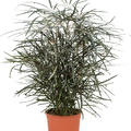 Dizygotheca elegantissima, Busch, im 19cm Topf, Hhe 55cm, Breite 35cm
