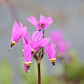 Dodecatheon pulchellum 'Red Wings'