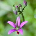 Dodecatheon pulchellum 'Red Wings', Dodecatheon pulchellum 'Red Wings'