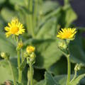 Doronicum pardalianches 'Goldstrau'