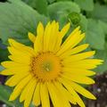 Doronicum pardalianches 'Goldstrau', Doronicum pardalianches 'Goldstrau'