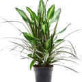 Dracaena combo, im 17cm Topf, Hhe 60cm, Breite 20cm