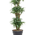 Dracaena compacta variegata, Verzweigt, im 30cm Topf, Höhe 130cm, Breite 40cm