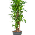 Dracaena deremensis 'Eve', Verzweigt-Multi, im 30cm Topf, Hhe 150cm, Breite 70cm